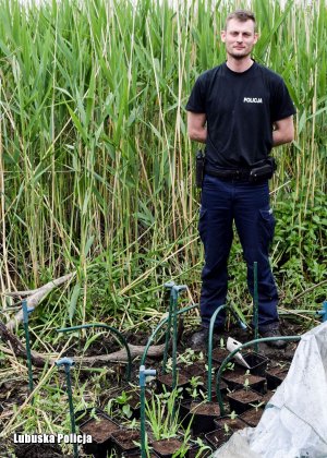 dzielnicowy zlikwidował plantację konopi indyjskich