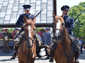 policjanci na koniach