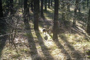 uciekające zwierzę do lasu