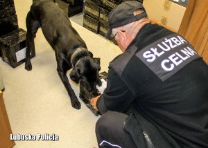 Funkcjonariusz służby celno-skarbowej z wyszkolonym psem