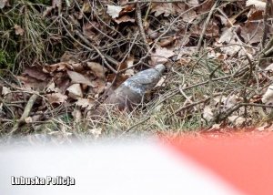 pocisk z czasów II Wojny Światowej znajdujący się w lesie zabezpieczony taśmą  ostrzegawczą w kolorze biało- czerwonym